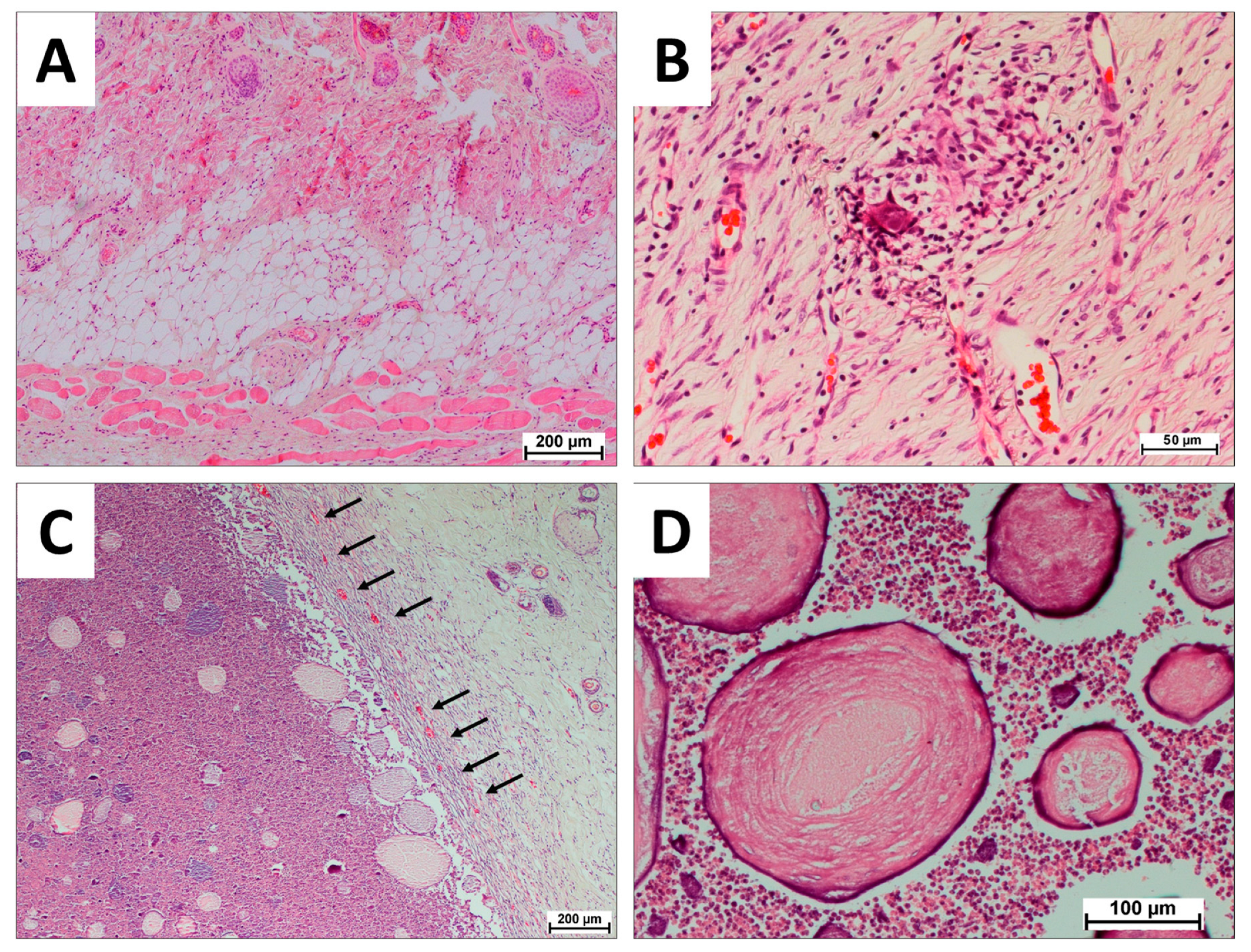 Technologies 11 00077 g006