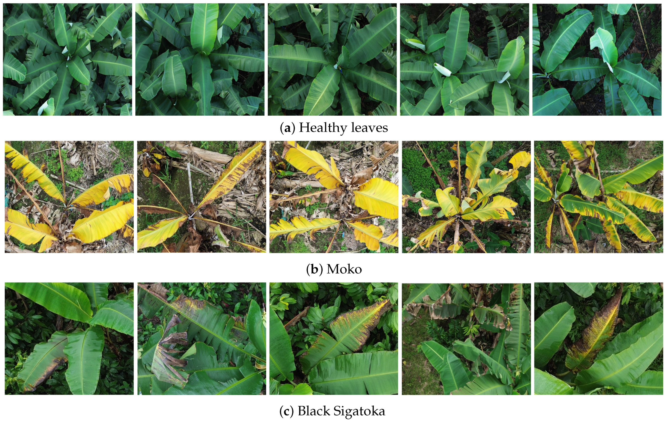 Technologies 13 00382 g001 Technologies 13 00382 g001