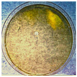 Textiles 02 00026 i004 Textiles 02 00026 i004