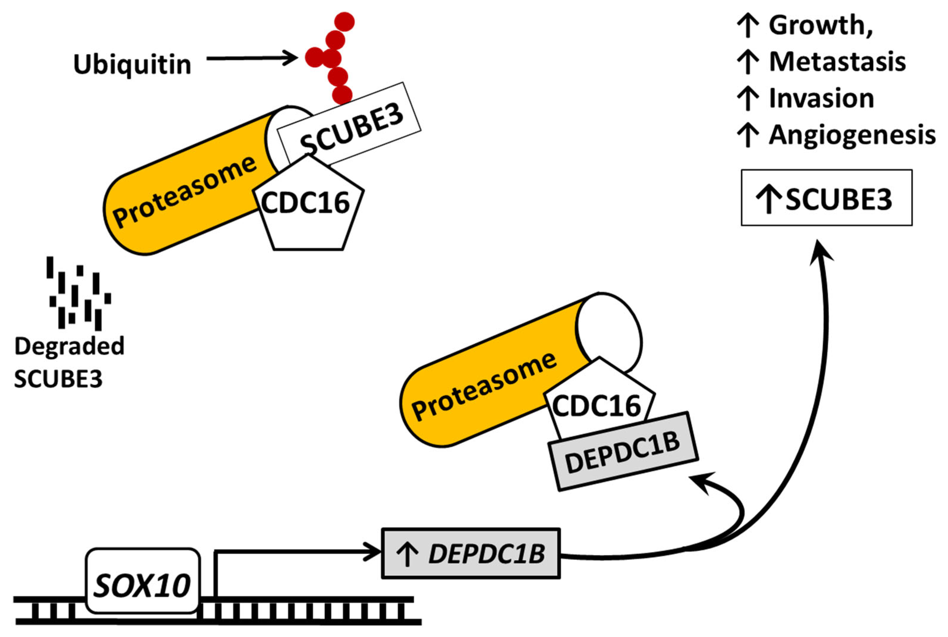 Therapeutics 03 00005 g004