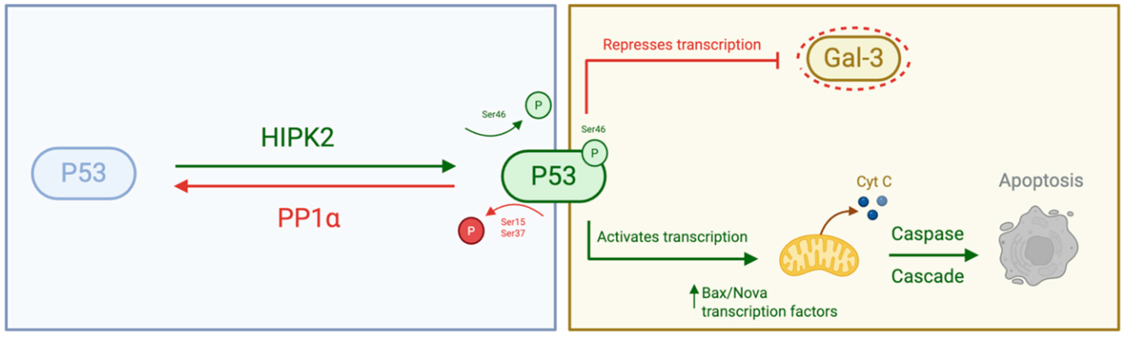 Therapeutics 03 00007 g001