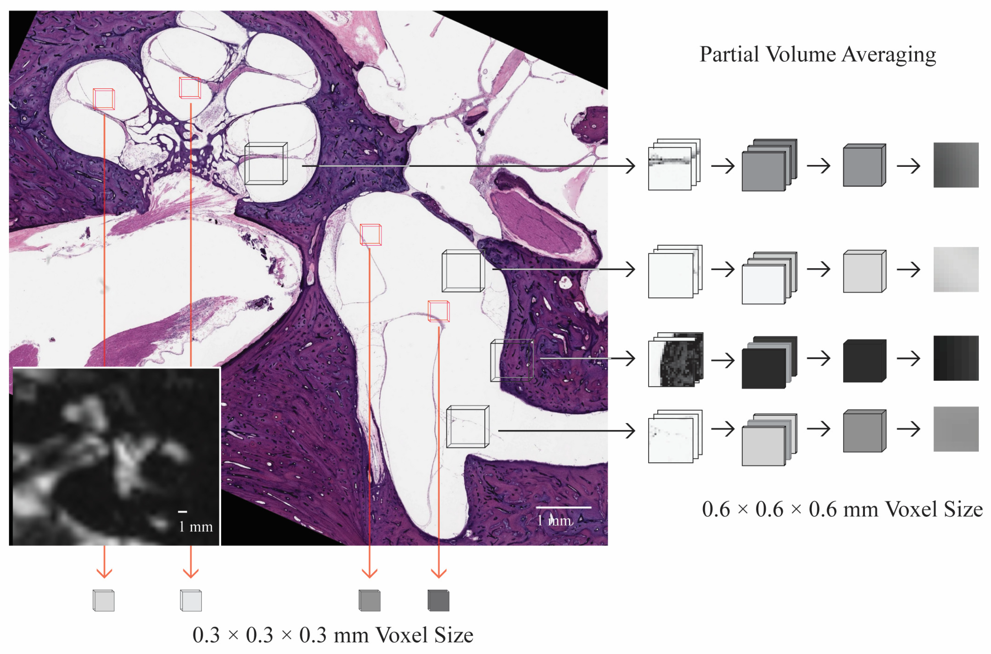 Tomography 10 00016 g006