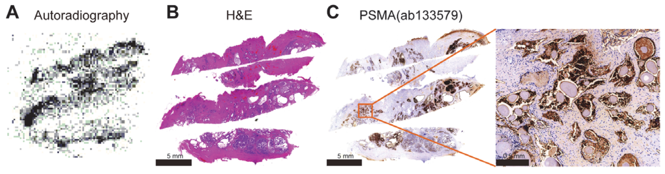 Tomography 11 00029 g006