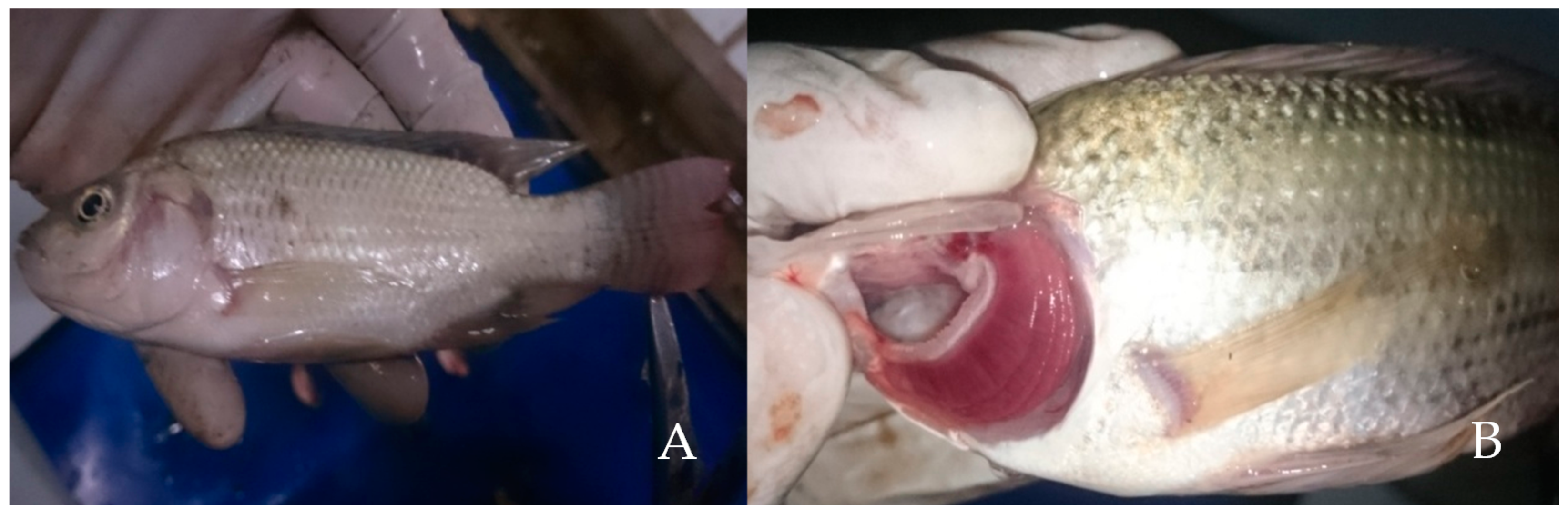 Toxics 07 00058 g002