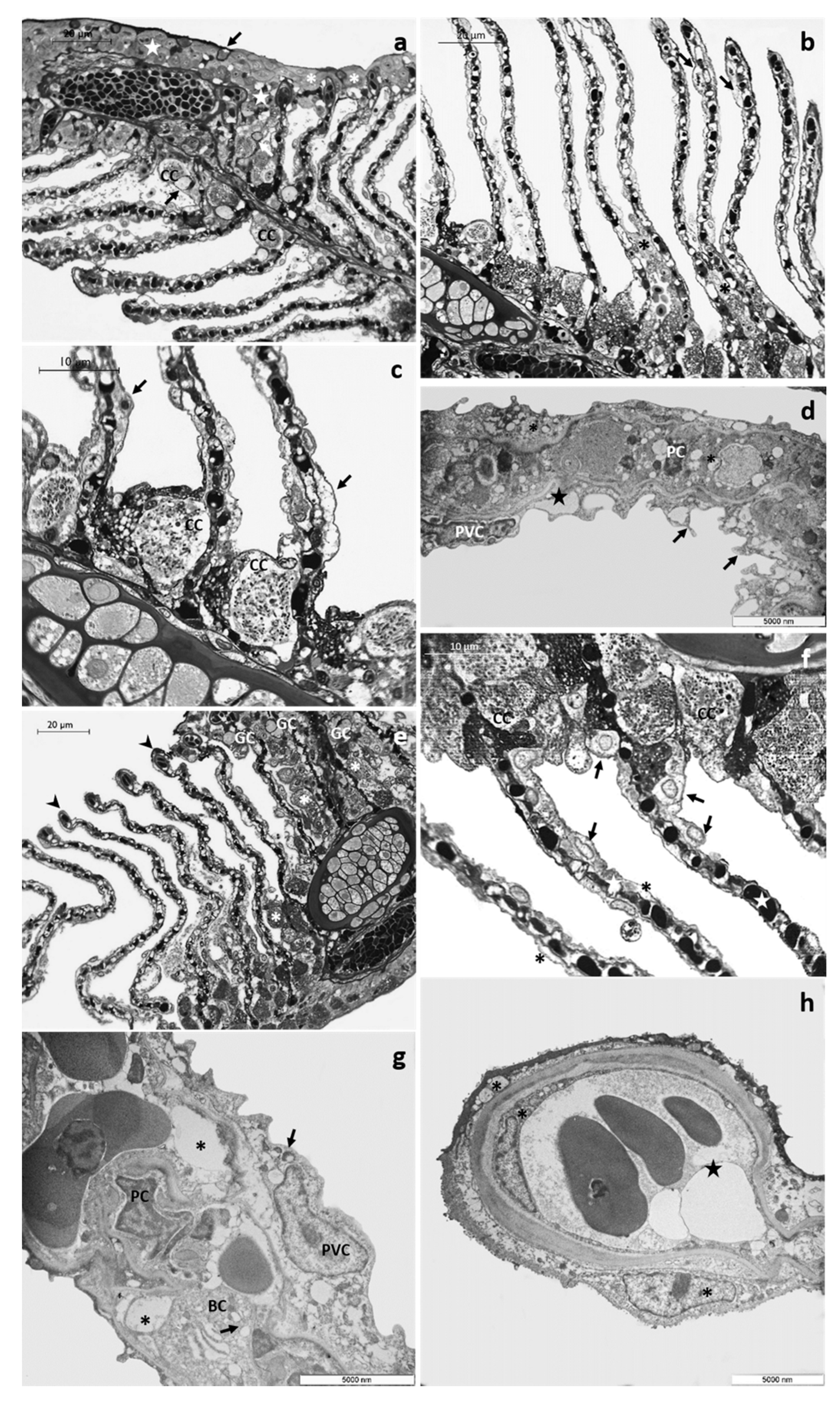 Toxics 08 00097 g002