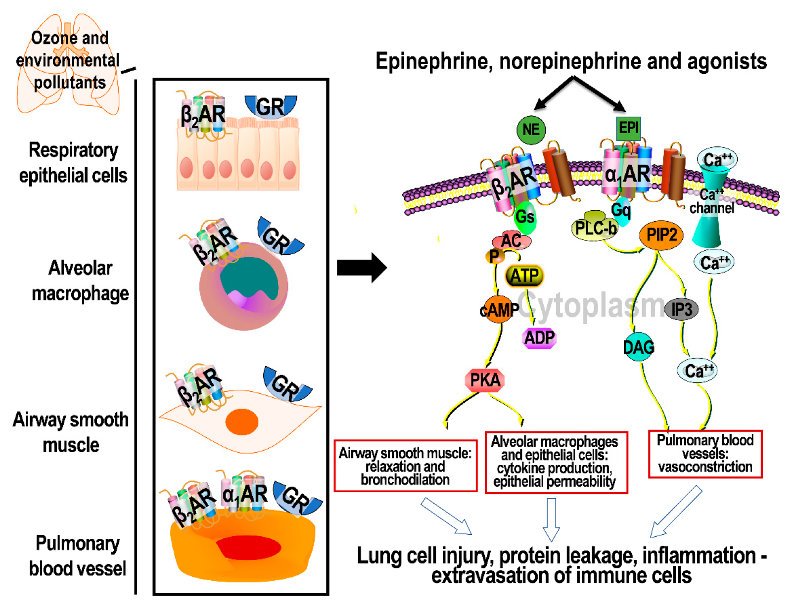 Toxics 09 00132 g002 Toxics 09 00132 g002