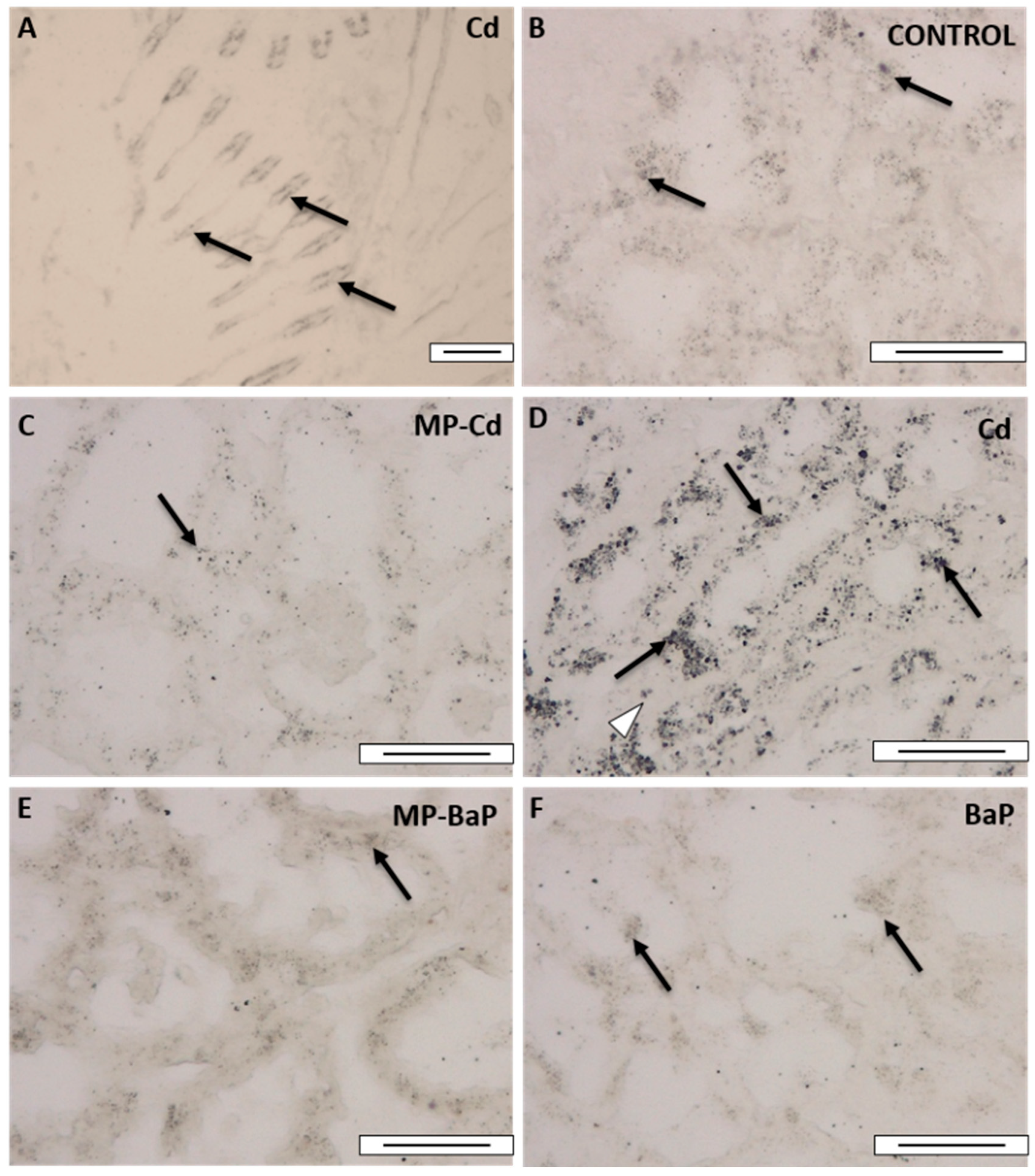 Toxics 10 00018 g005 Toxics 10 00018 g005