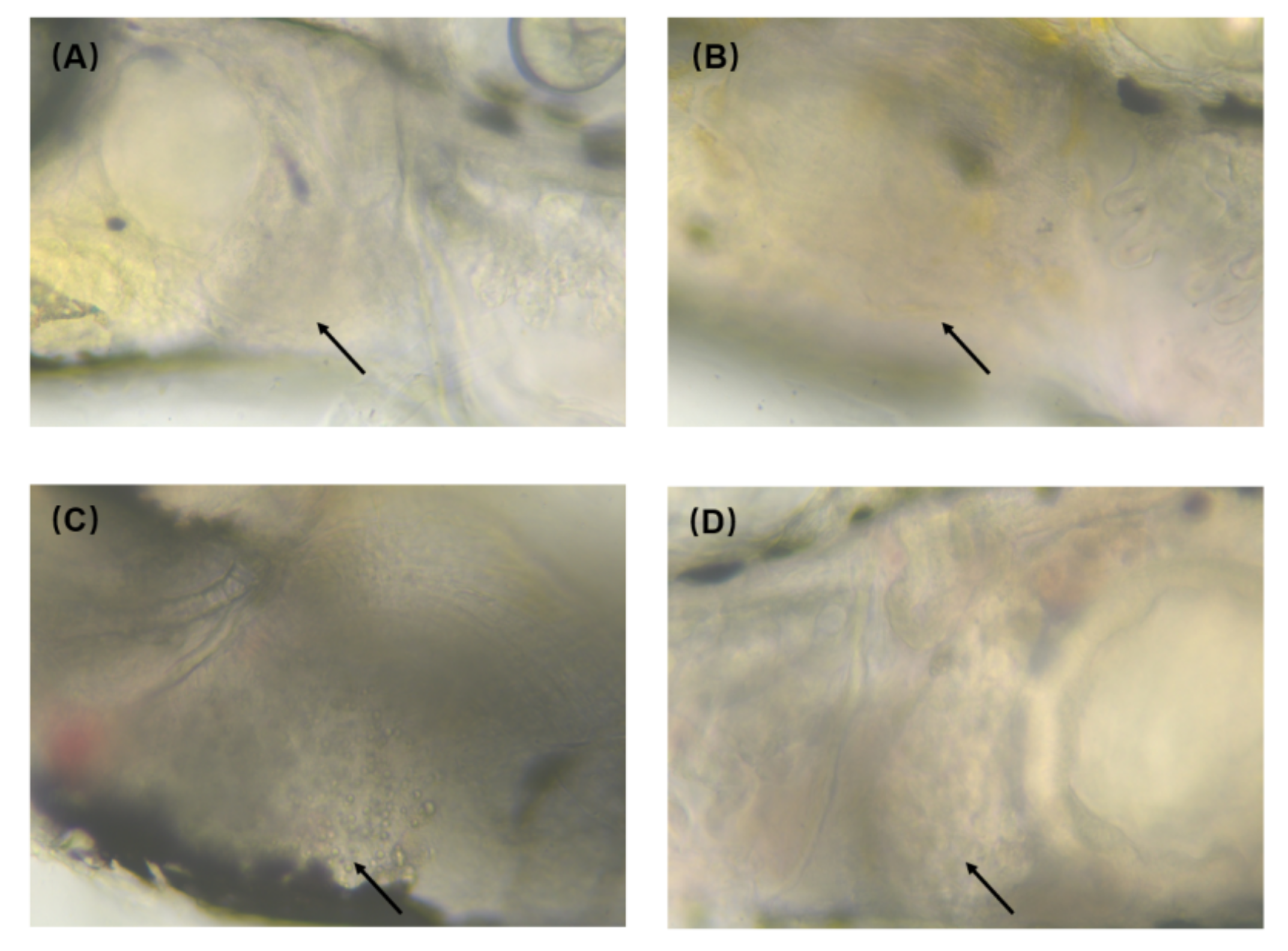 Toxics 10 00144 g007