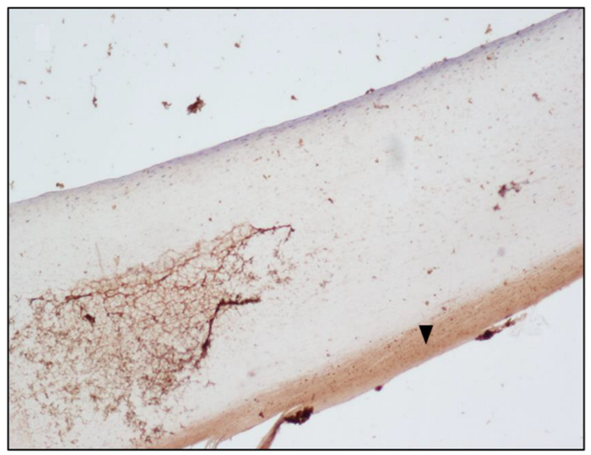 Toxics 10 00420 g002 Toxics 10 00420 g002