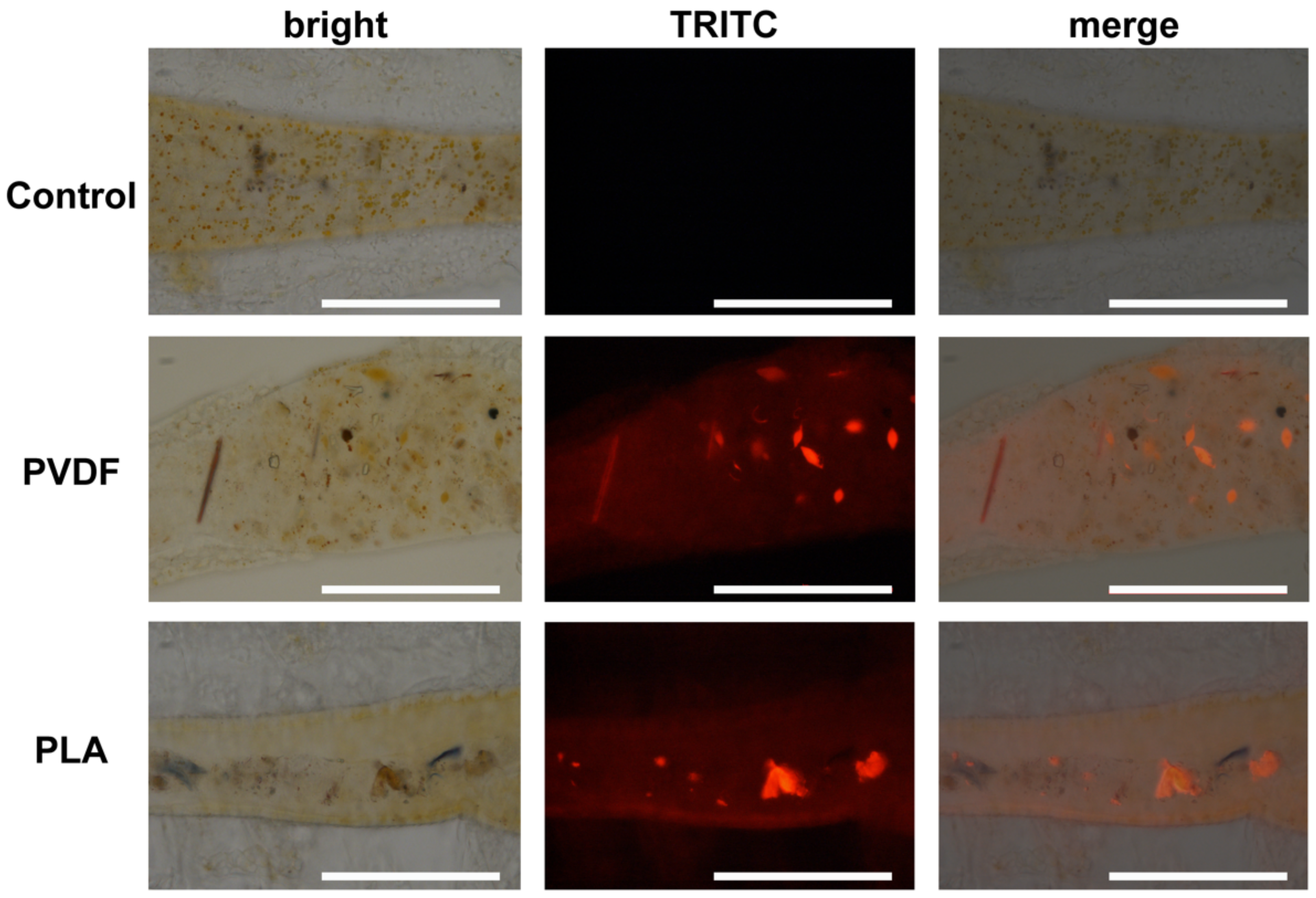 Toxics 10 00479 g004 Toxics 10 00479 g004
