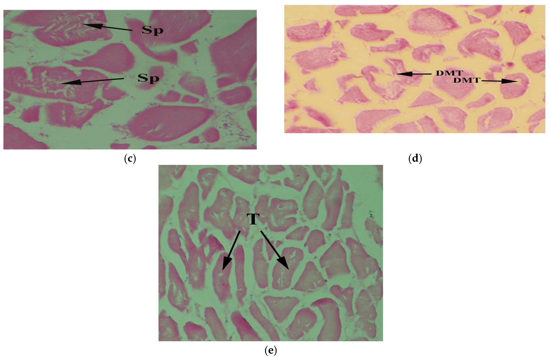 Toxics 10 00564 g006b