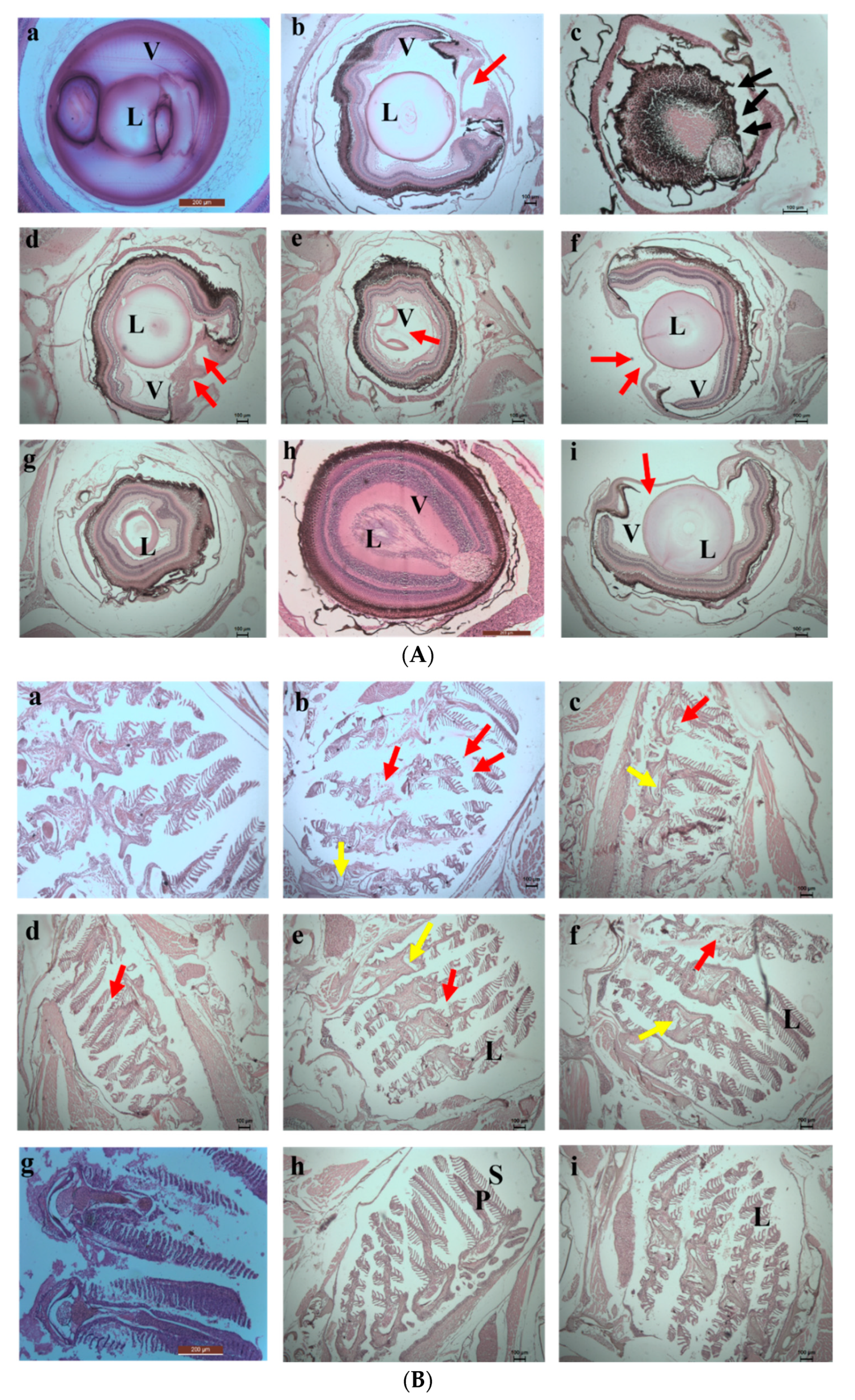 Toxics 10 00742 g013 Toxics 10 00742 g013