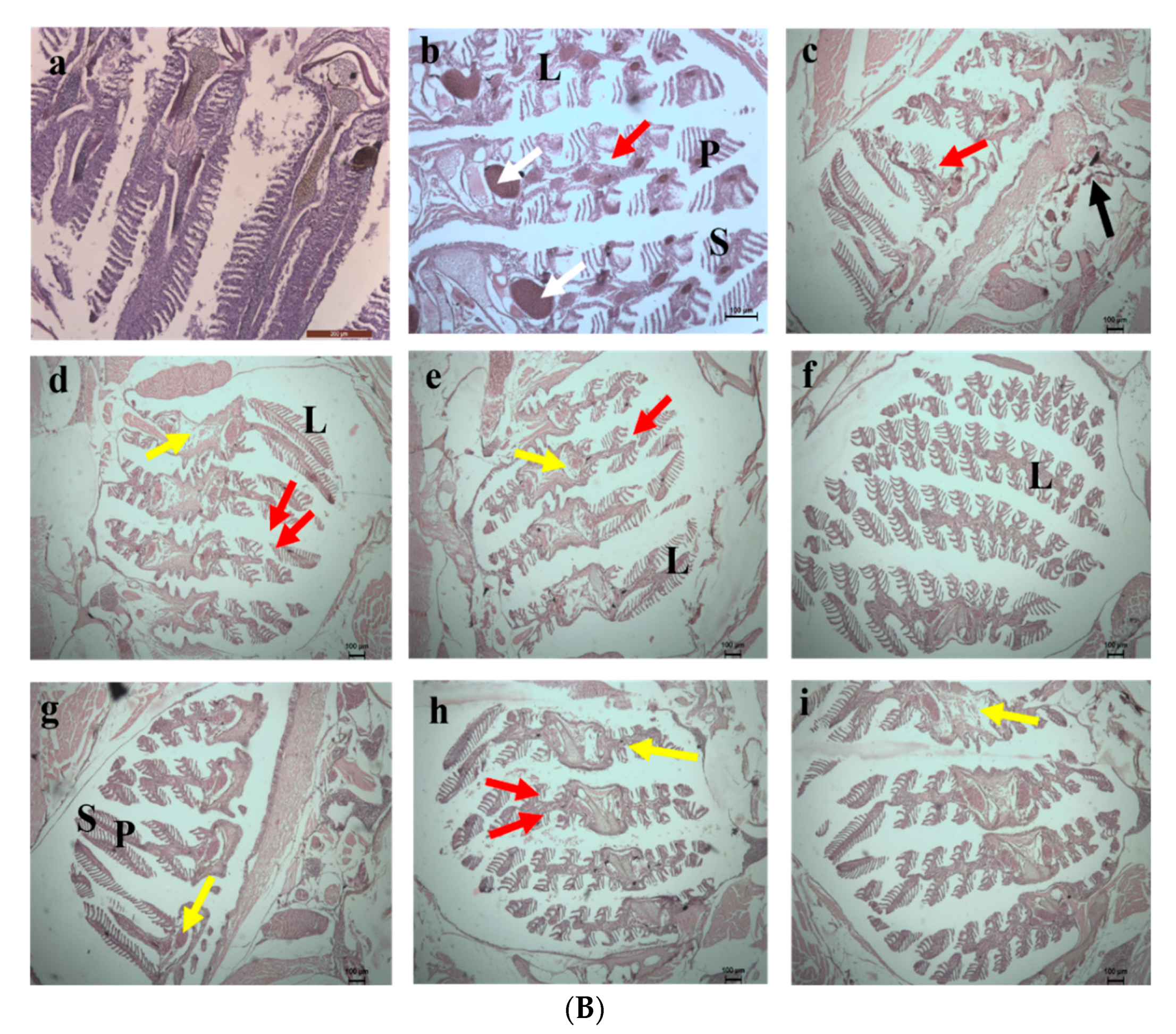 Toxics 10 00742 g014b Toxics 10 00742 g014b