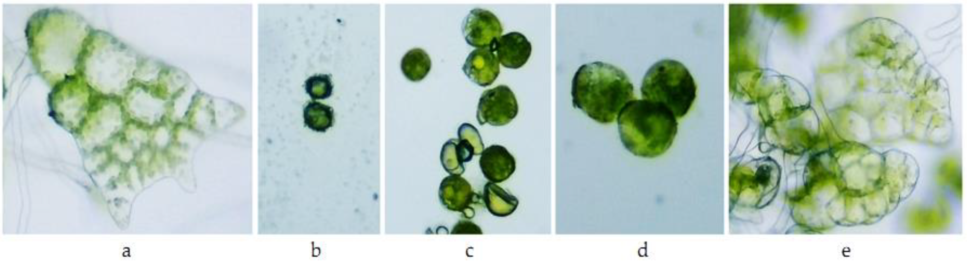 Toxics 10 00745 g007