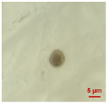 Toxics 11 00040 i003