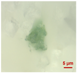 Toxics 11 00040 i008