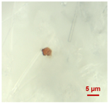 Toxics 11 00040 i009