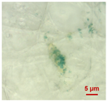 Toxics 11 00040 i011