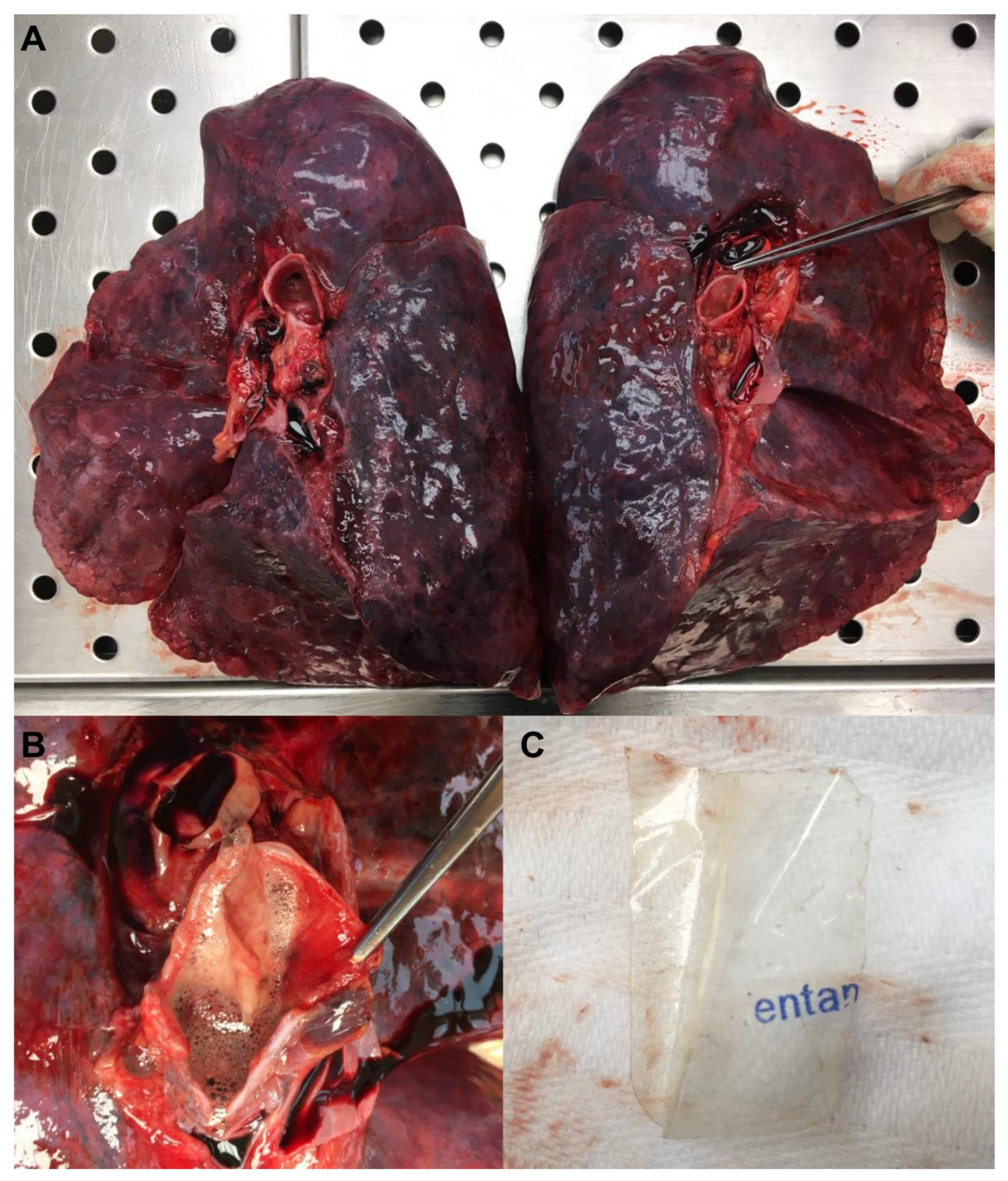 Toxics 11 00046 g001 Toxics 11 00046 g001
