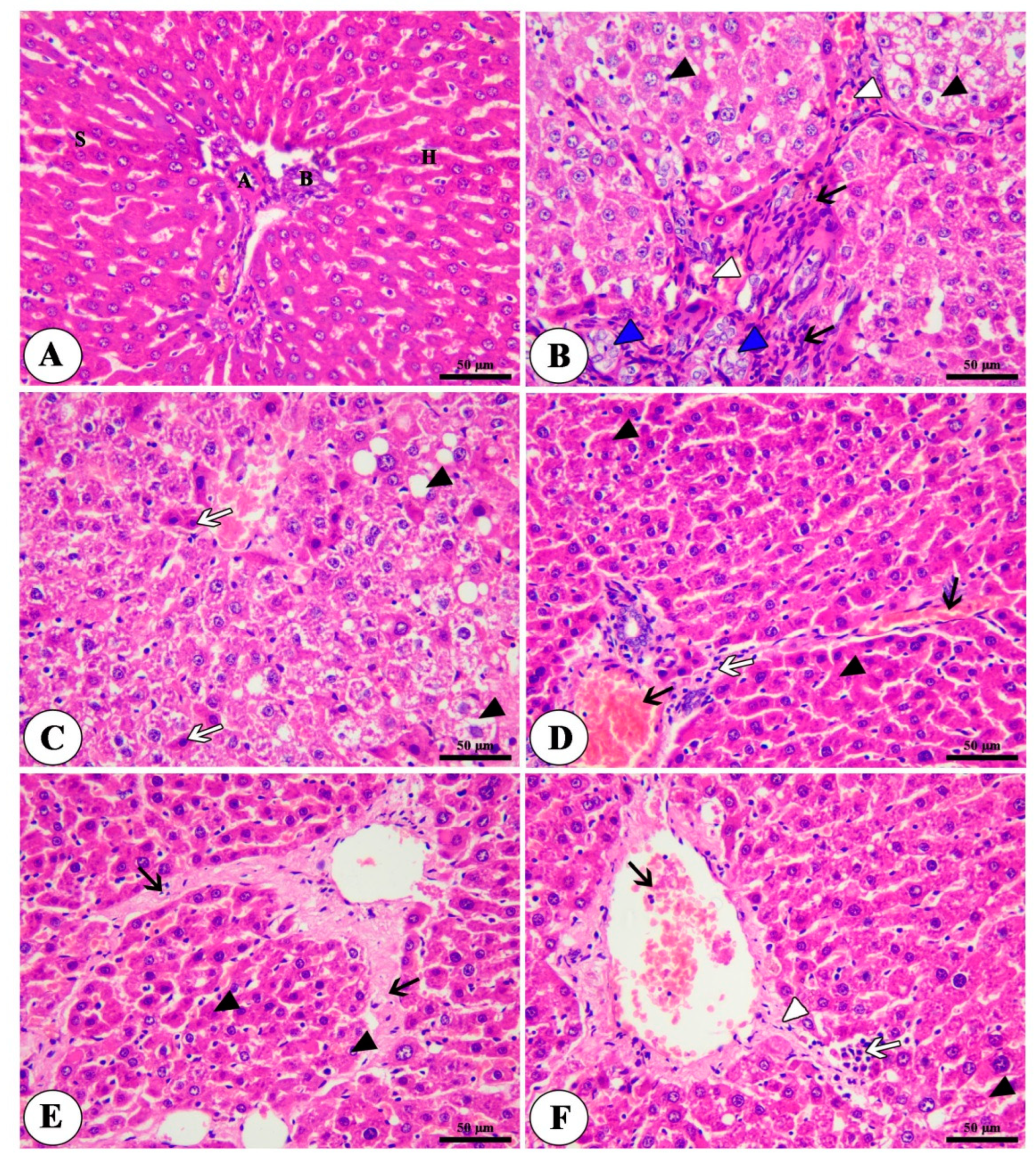 Toxics 11 00107 g004