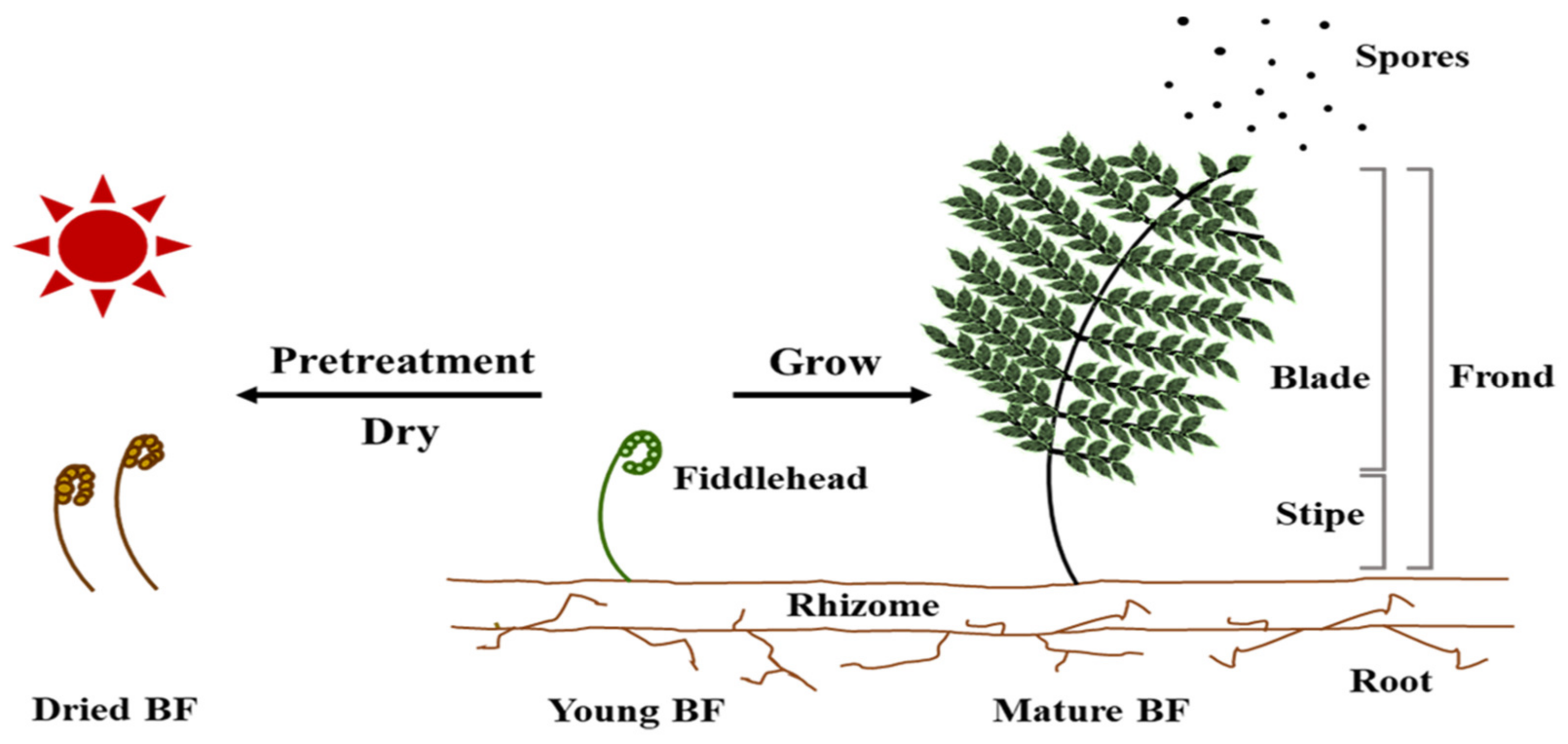 Toxics 11 00115 g001