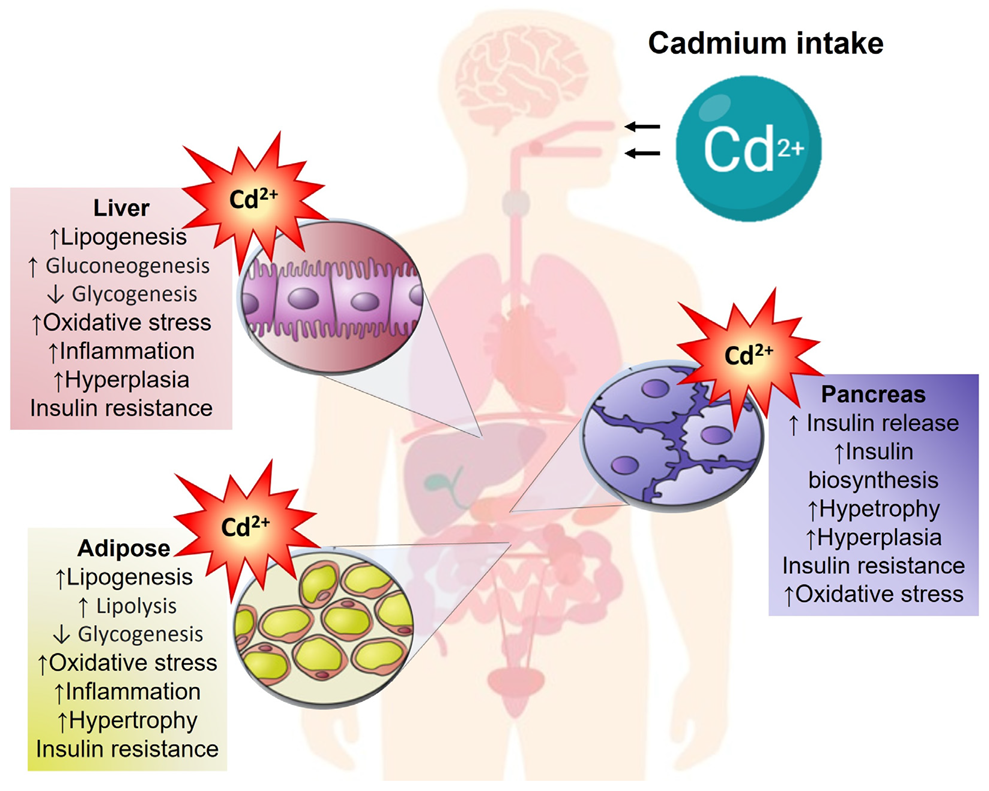 Toxics 11 00223 g001