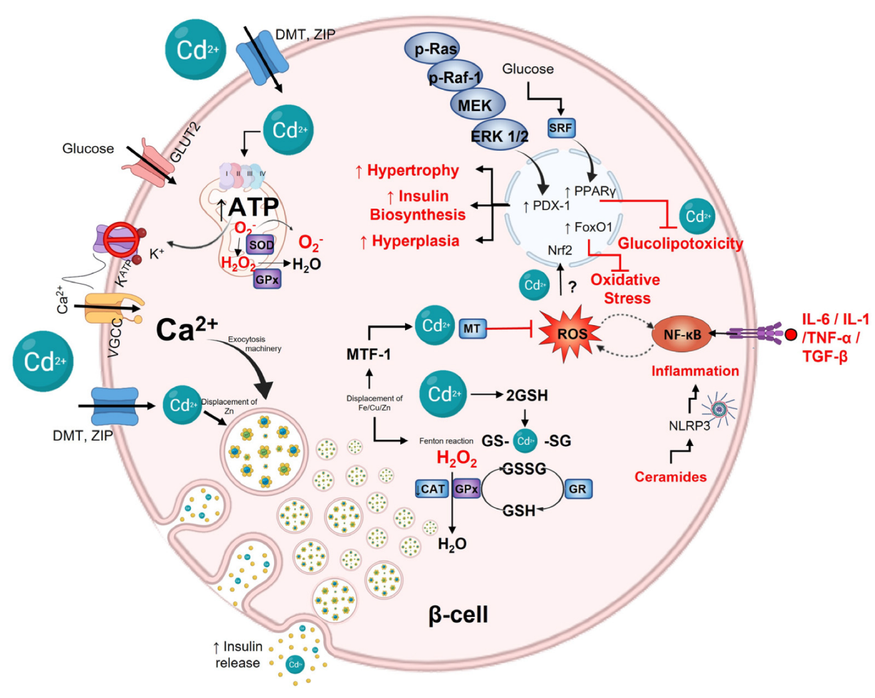 Toxics 11 00223 g002