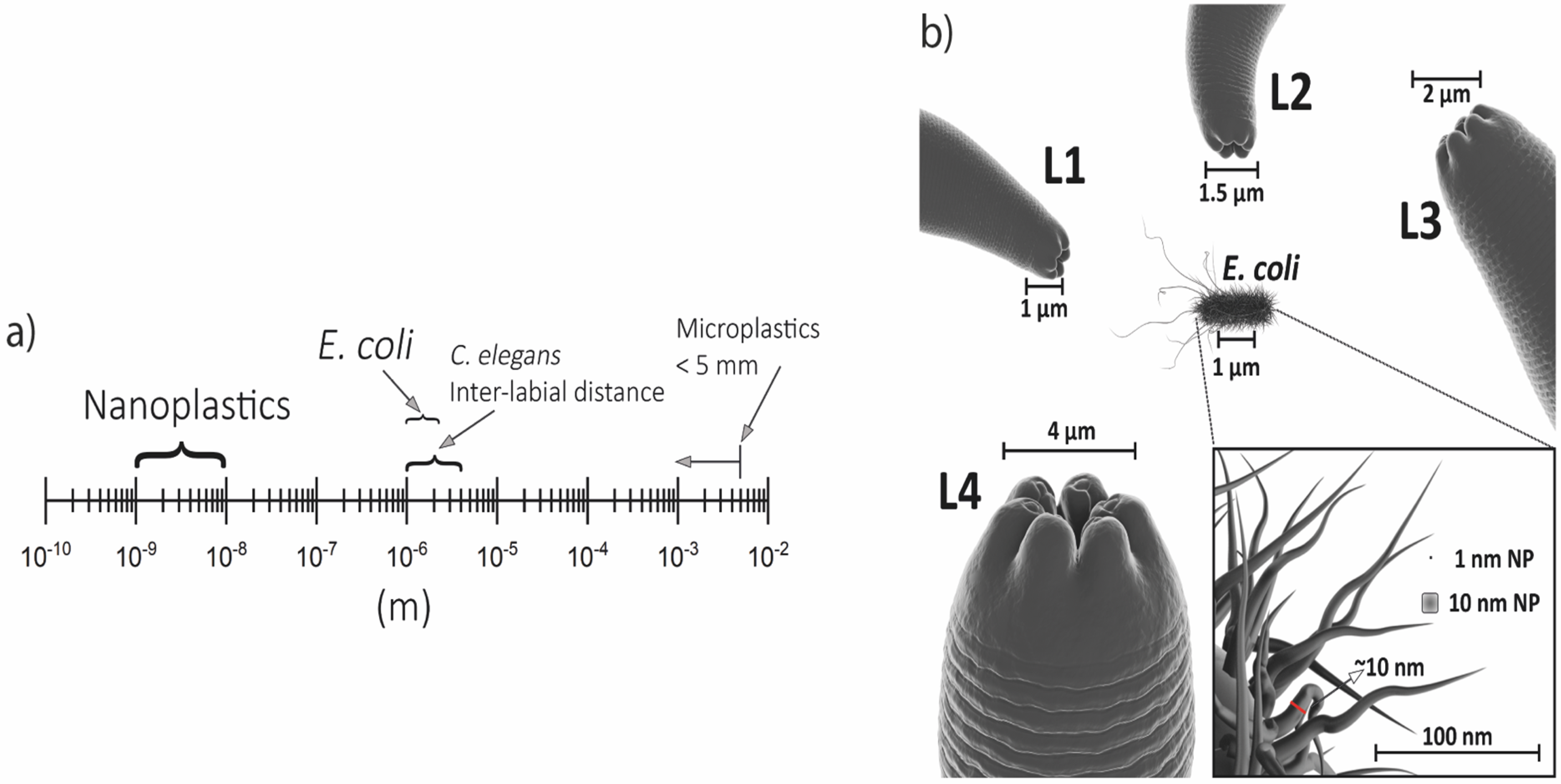 Toxics 11 00239 g001