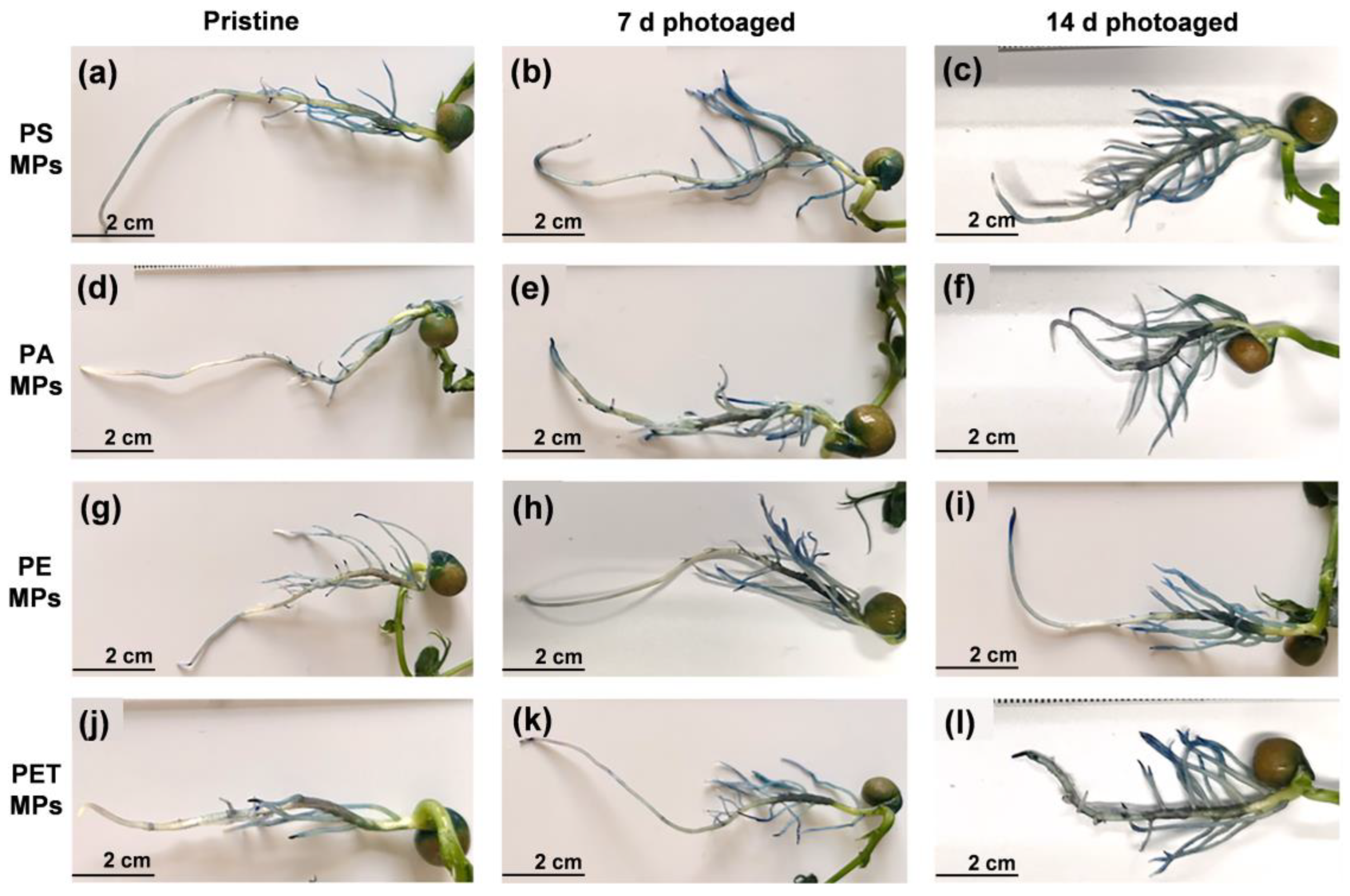 Toxics 11 00242 g004