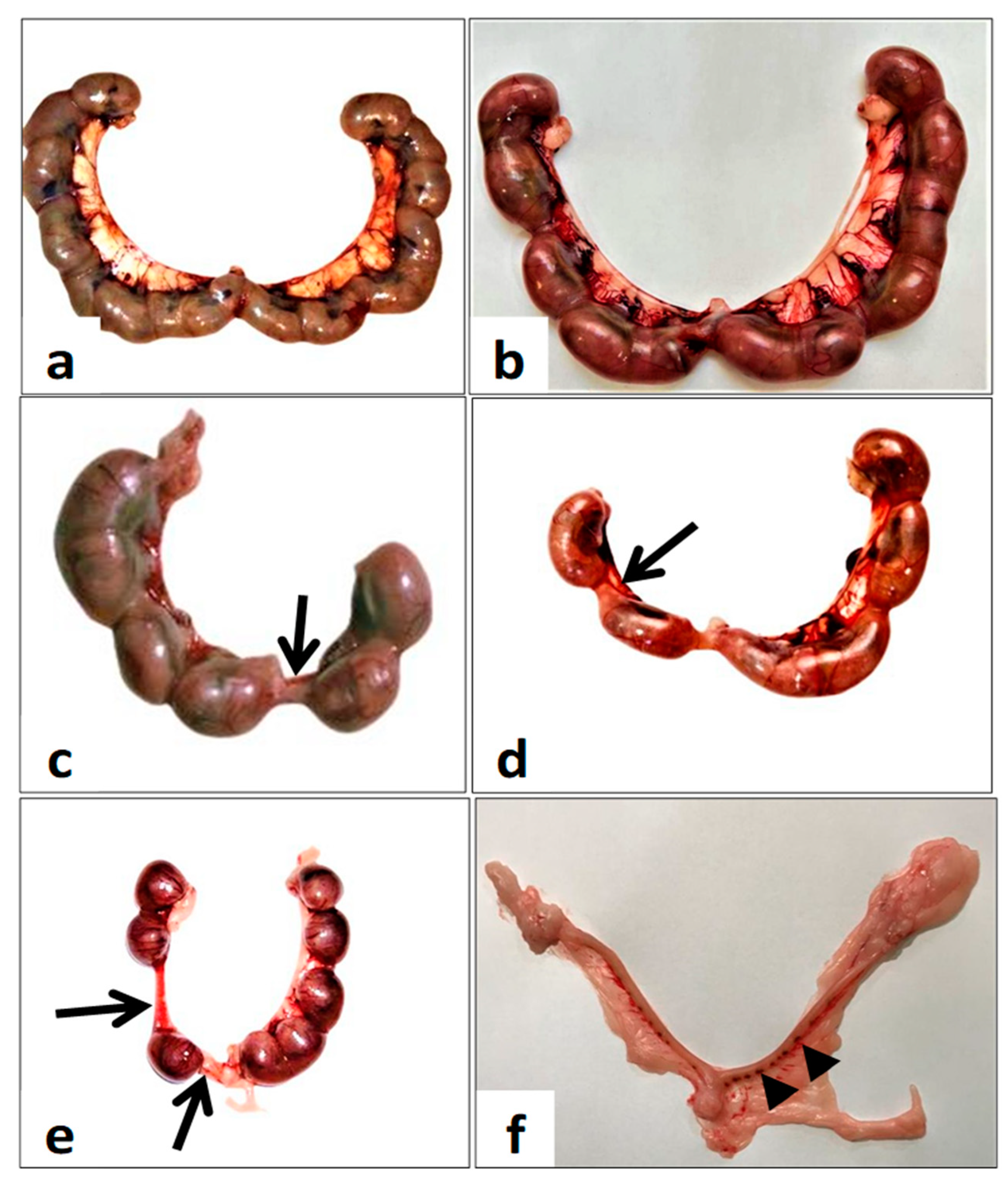 Toxics 11 00303 g002