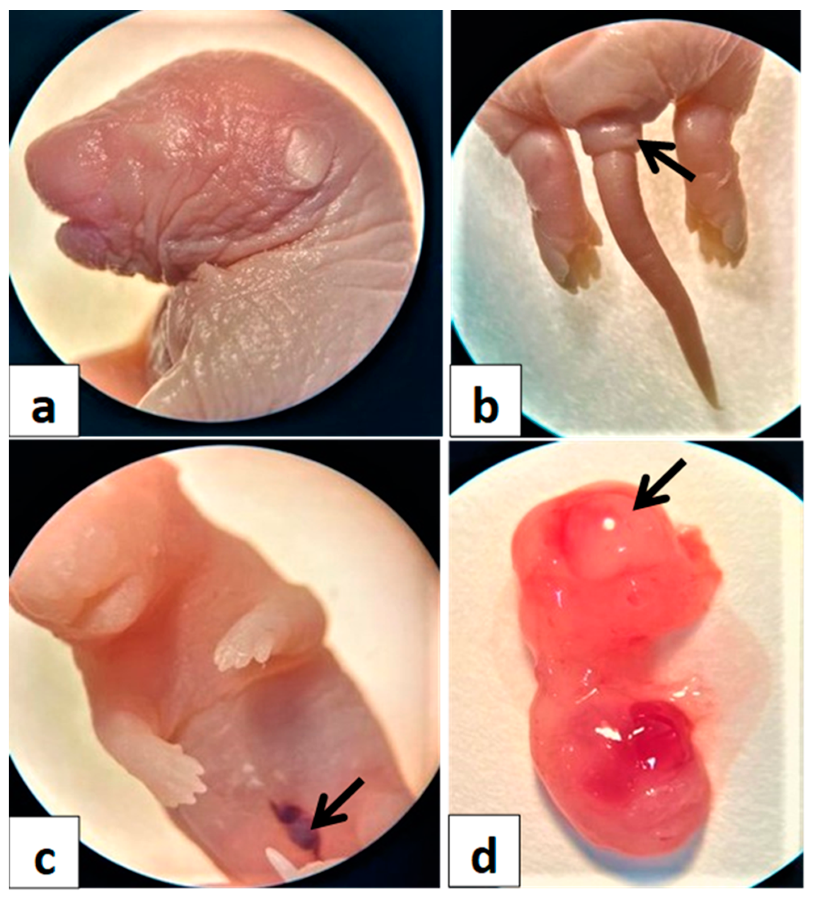 Toxics 11 00303 g006