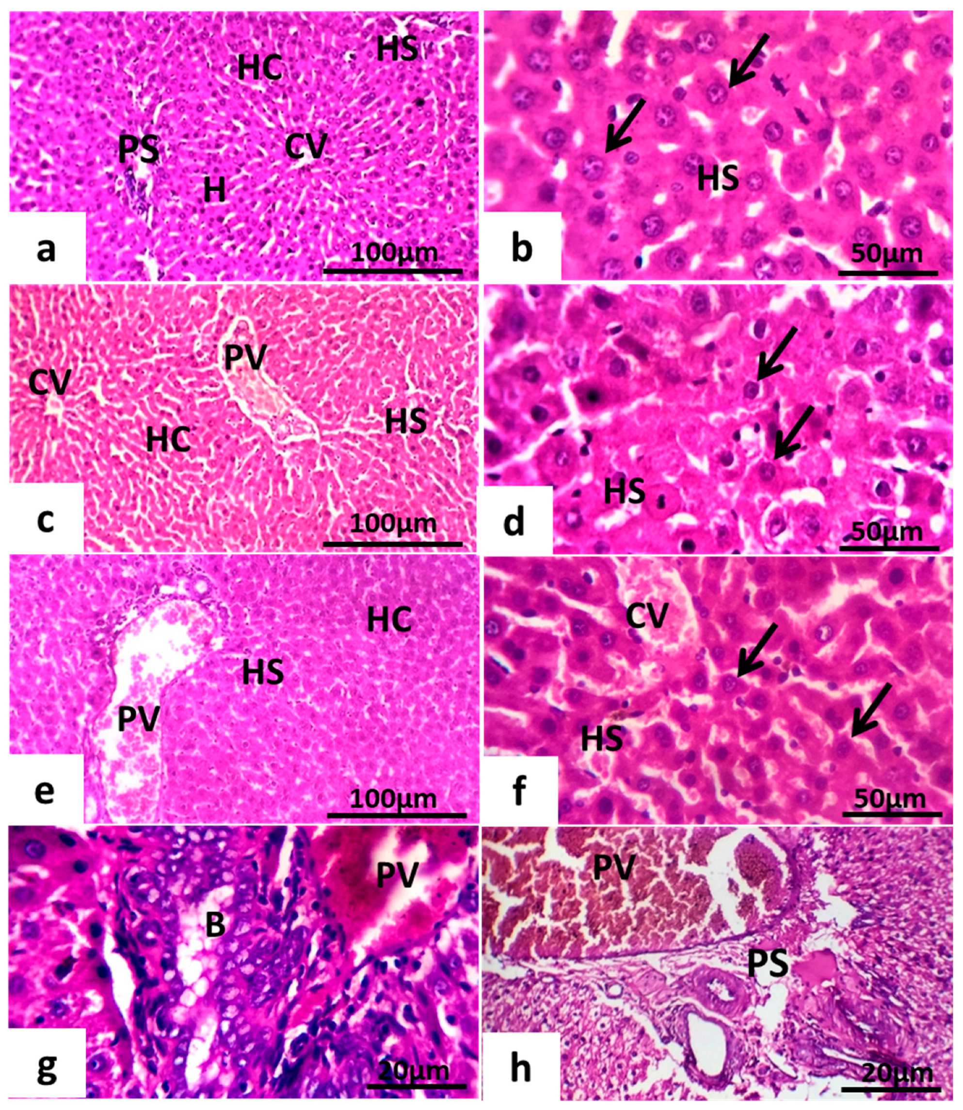Toxics 11 00303 g008