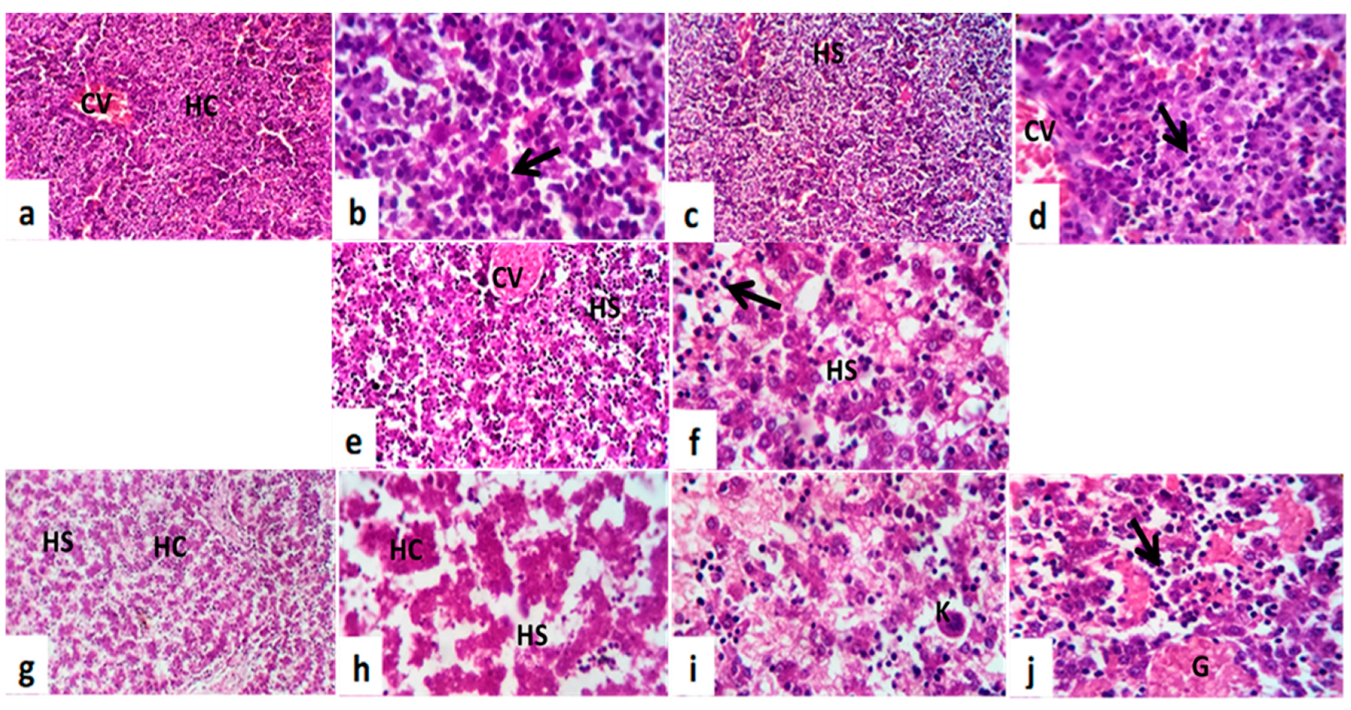 Toxics 11 00303 g009