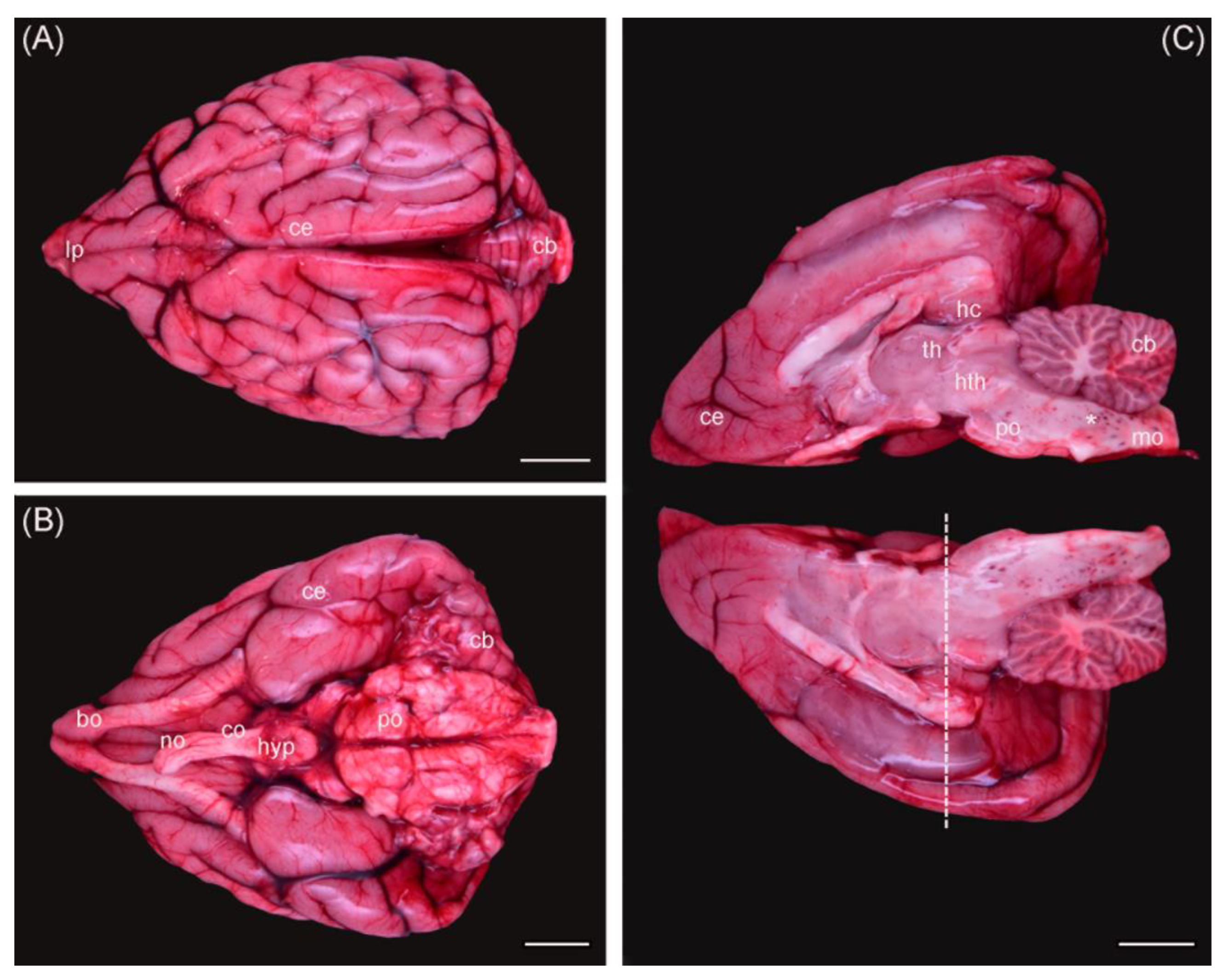 Toxics 11 00338 g001