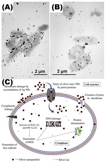 Toxics 11 00384 g003