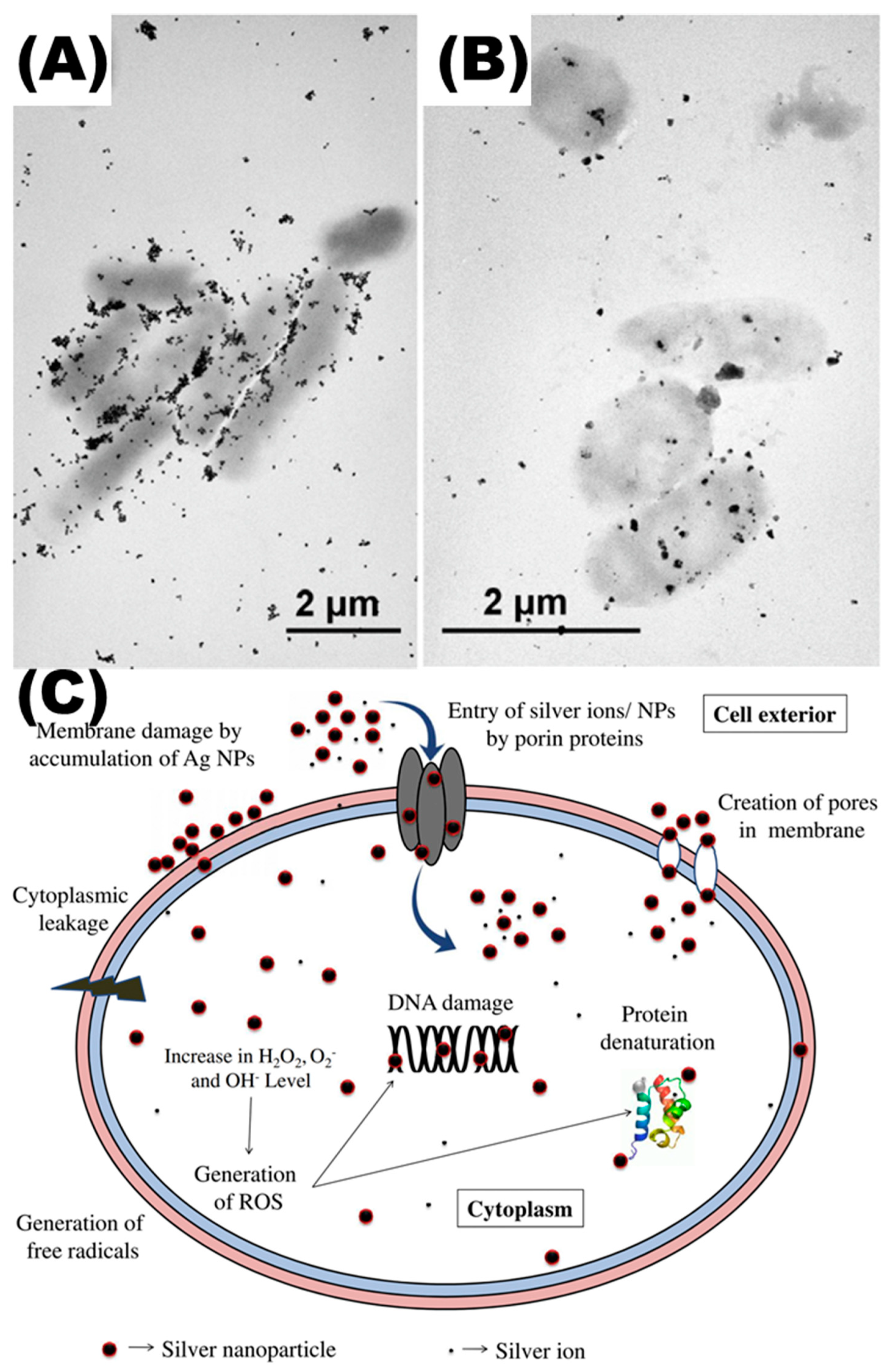 Toxics 11 00384 g003
