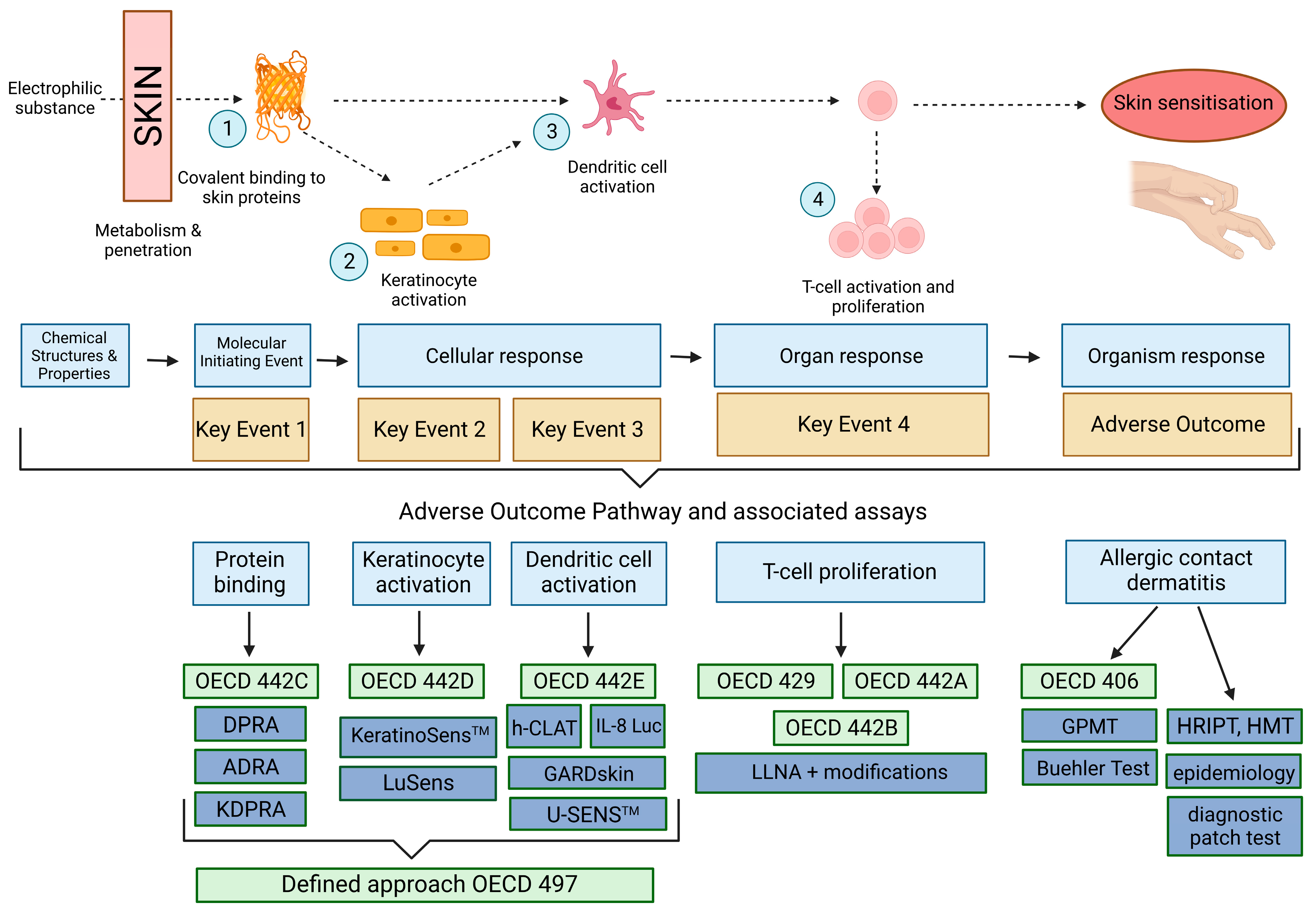 Toxics 11 00392 g001