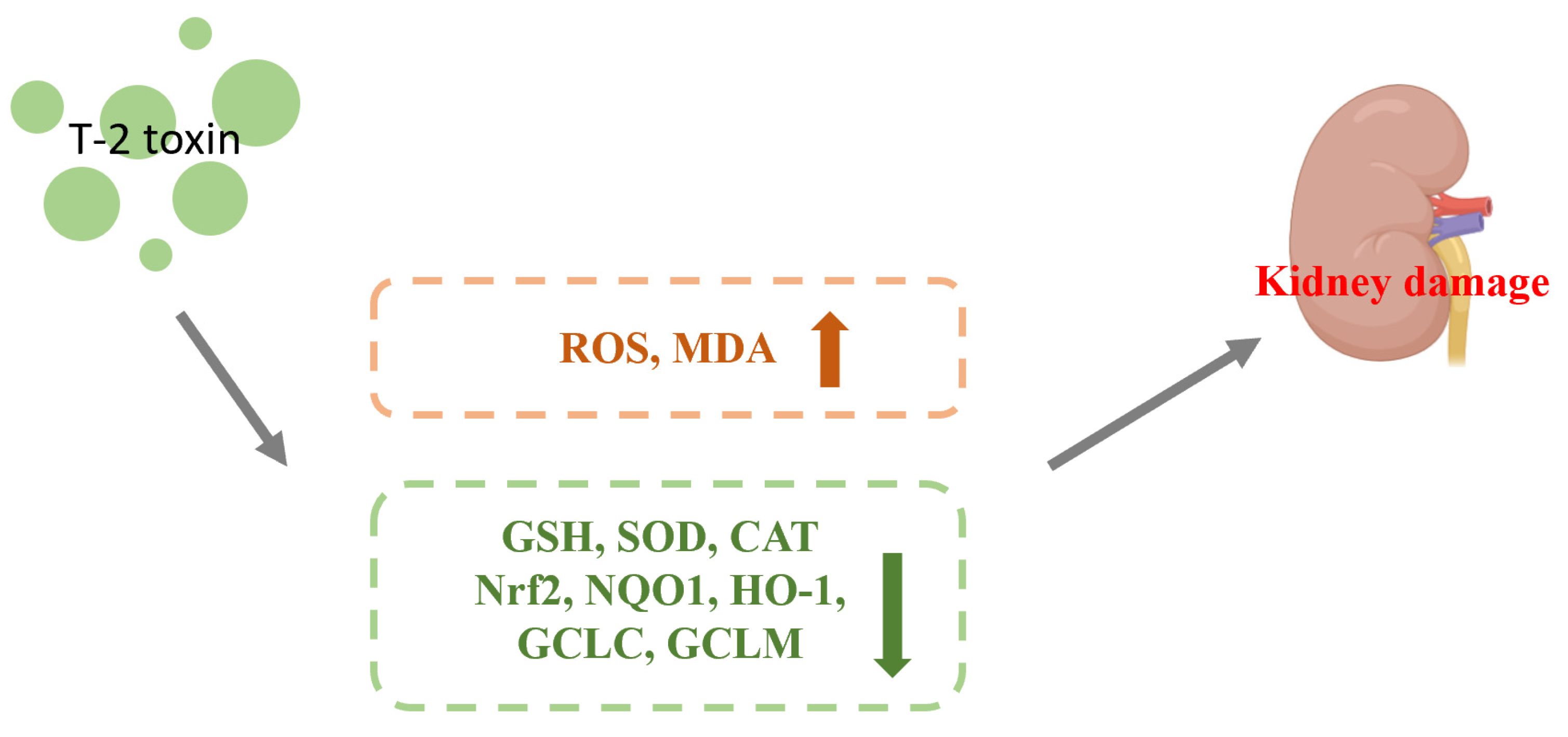 Toxics 11 00393 g003