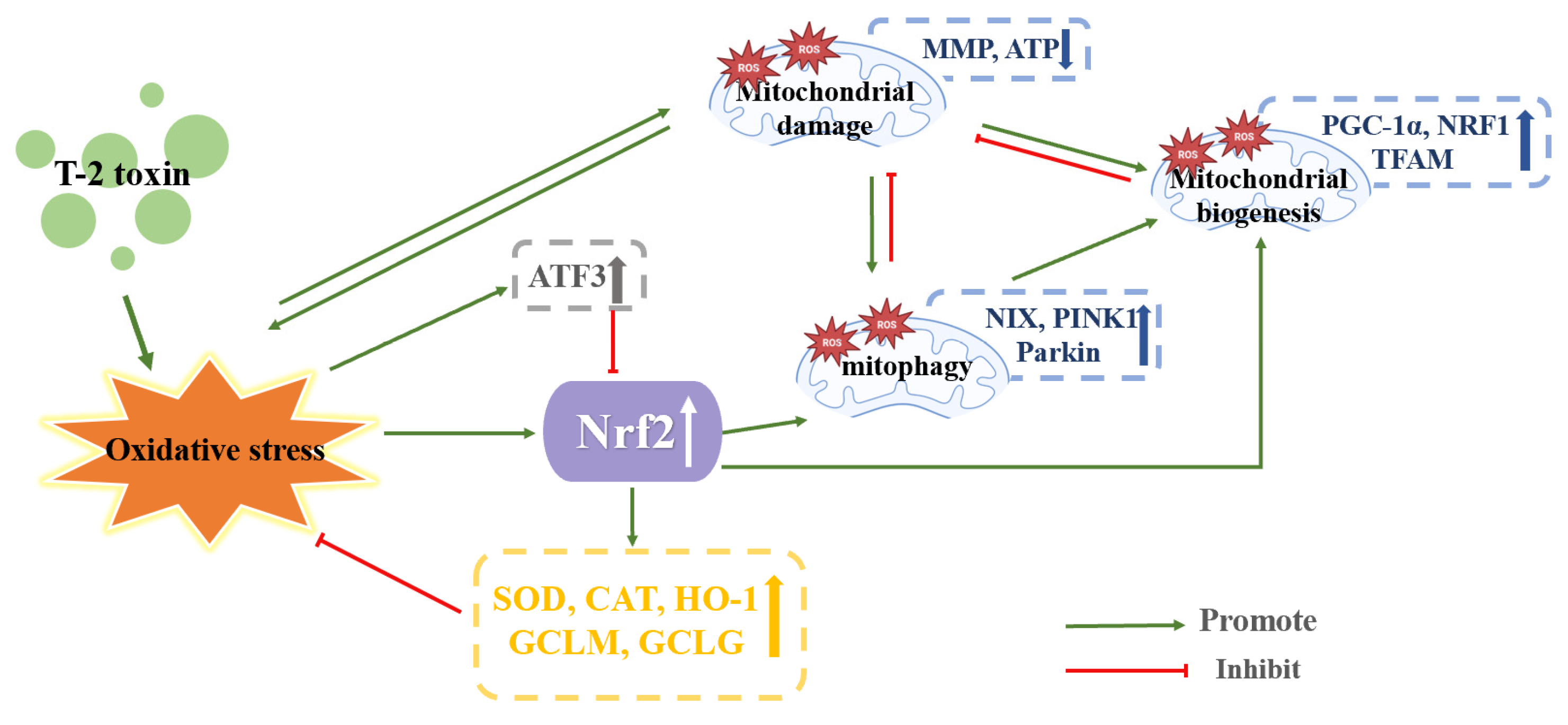 Toxics 11 00393 g007