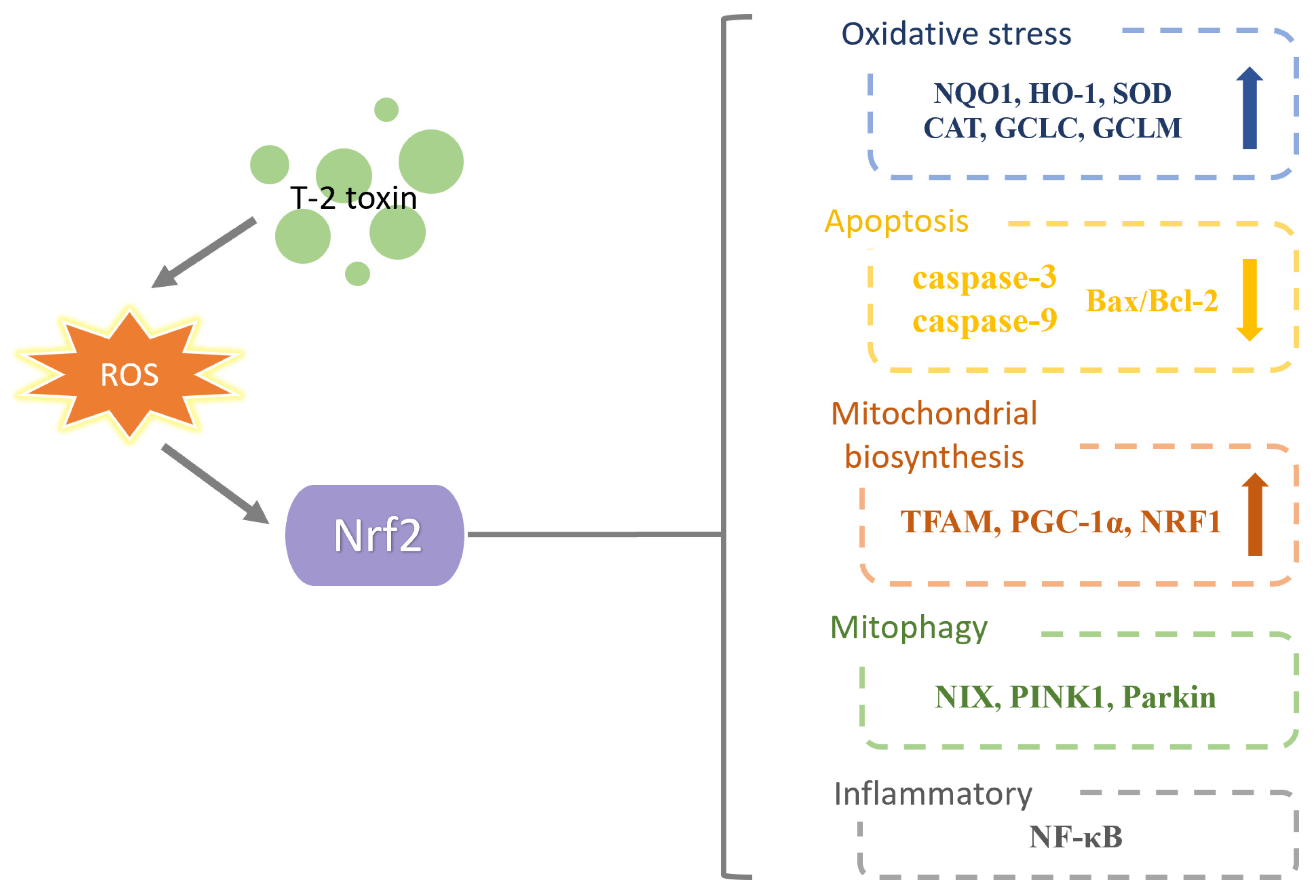 Toxics 11 00393 g008