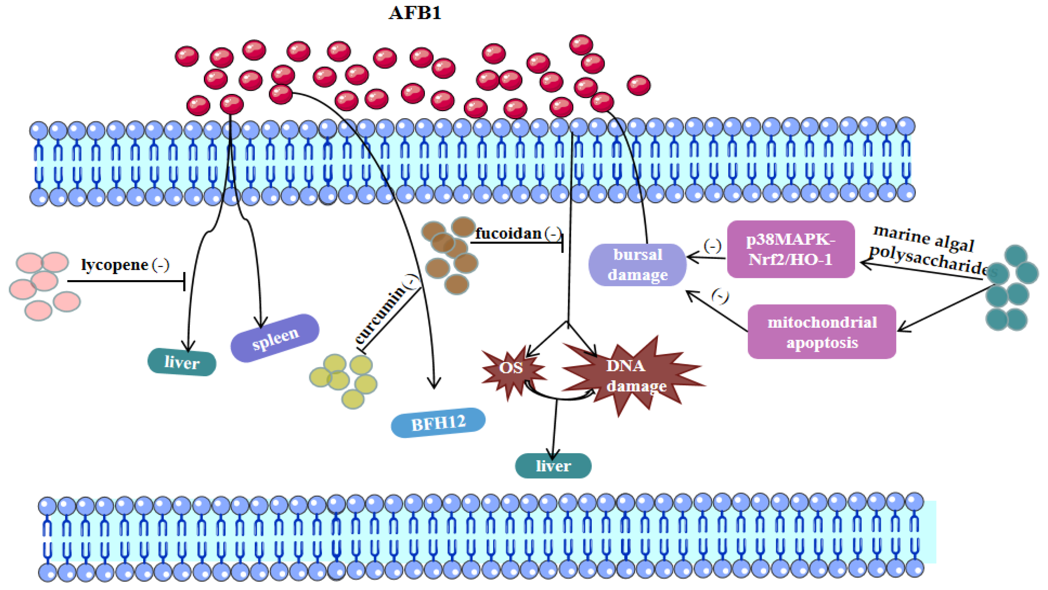 Toxics 11 00395 g003