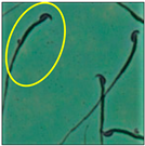 Toxics 11 00418 i001