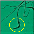 Toxics 11 00418 i002