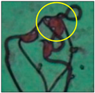 Toxics 11 00418 i004