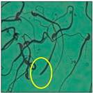 Toxics 11 00418 i005