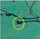 Toxics 11 00418 i006