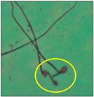 Toxics 11 00418 i007