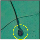 Toxics 11 00418 i010