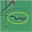 Toxics 11 00418 i012