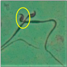 Toxics 11 00418 i013